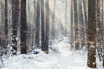 Winter forest scene. Frosty landscape, snowy trees