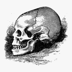 Vintage human skull illustration