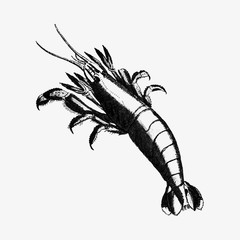 Lobster vintage drawing