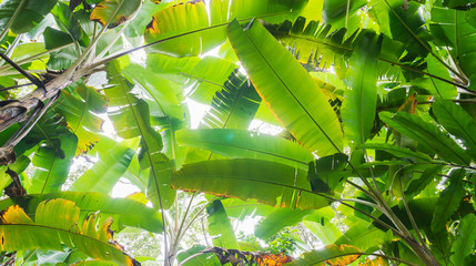 banana leaf and trees leaf background in tropical forest with daylight in clear sky © ultramansk