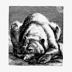 Bear in hibernation