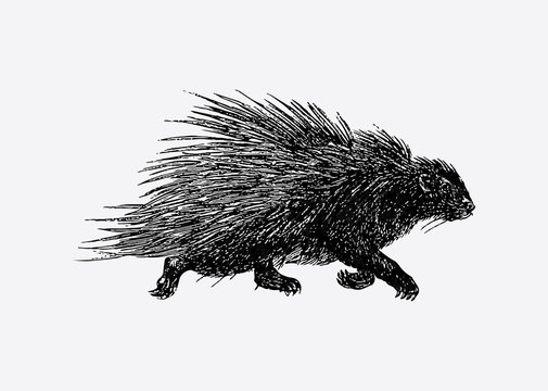 Porcupine running vintage drawing