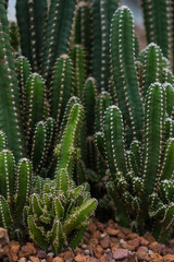 closeup cactus nature 