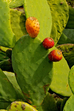 Beavertail Cactus Fruits