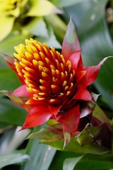 Bromelia Guzmania blossom