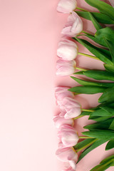 Pastel pink tulip flowers bouquet on pink background. Flat lay, top view. Minimal floral flatlay concept