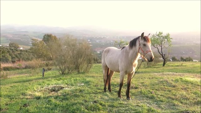 Tethered buckskin horse in meadow outside Andalusian village in early morning February sunshine