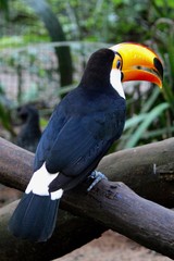 Toco Toucan