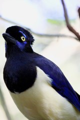 Plush-crested jay, Cyanocorax chrysops