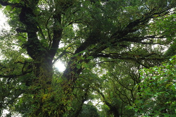 sunlight throught green moss on nature tree of greenery rainforest jungle