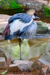 Grey crowned crane