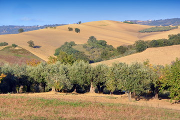Fototapeta na wymiar Olive groves in the countryside of southern Italy.