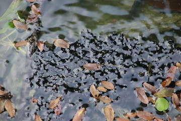 water lily in pond Florest Amazonic Brazil