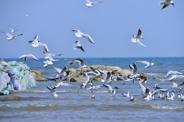 Seagulls fly in free
