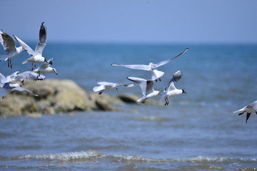 Seagulls fly in free