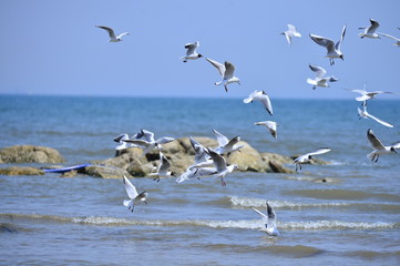 Seagulls fly in free