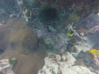 seychelles coral