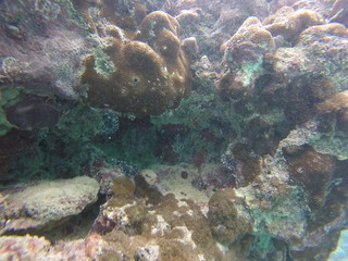 seychelles underwater