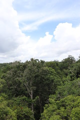 Obraz na płótnie Canvas Florest Amazonic Brazil