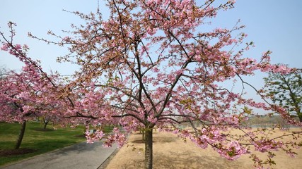 Flowers in spring series: Blossoms of Cherry flowers in small clusters on a cherry tree branch in breeze, wide view, 4K movie, slow motion.