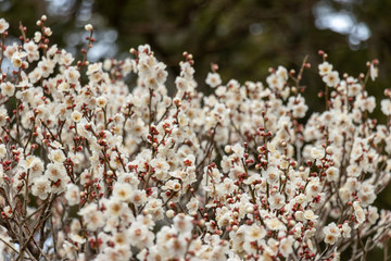 White plum blossoms, Narita city, Chiba Prefecture, Japan