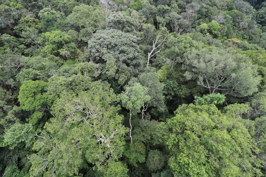 Florest Amazonic Brazil © Guilherme