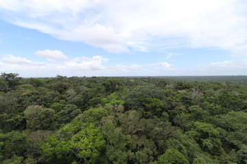 Florest Amazonic Brazil
