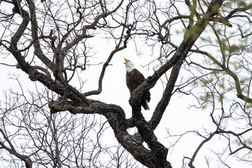 March 10, 2019: Llano County Eagles: