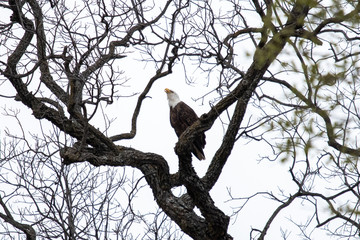 March 10, 2019: Llano County Eagles: