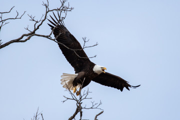 March 10, 2019: Llano County Eagles: