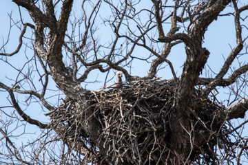 March 10, 2019: Llano County Eagles: