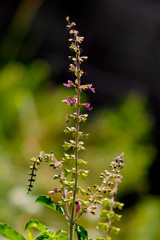 flowers in the garden