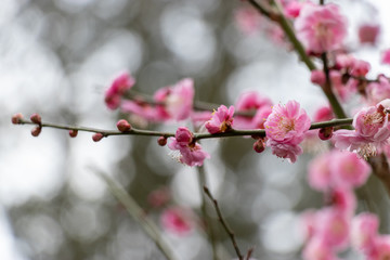 Red plum blossoms, Narita city, Chiba Prefecture, Japan