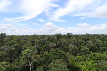 Fototapeta premium florest Amazonic Brazil