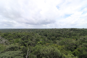 Fototapeta na wymiar florest Amazonic Brazil
