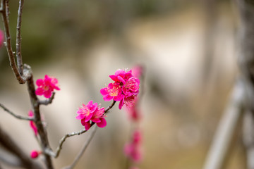 Red plum blossoms, Narita city, Chiba Prefecture, Japan
