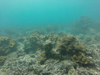 Naklejka na ściany i meble snorkeling seychelles