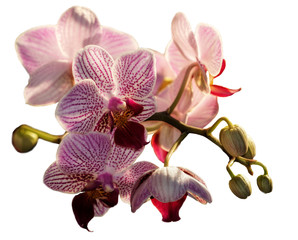 Fototapeta na wymiar Phalaenopsis, moth orchids flowers isolated 