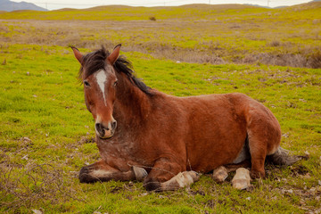 horses in a field 
