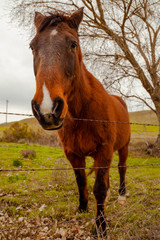 horses in a field 