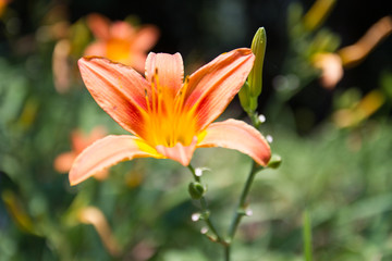 Orange Flower and beautiful