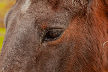 horses in a field 