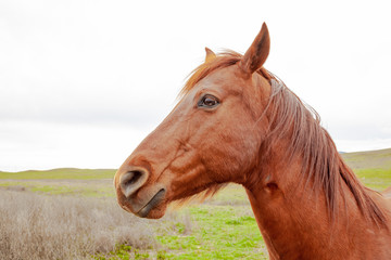 horses in a field 