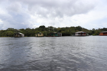 florest Amazonic Brazil