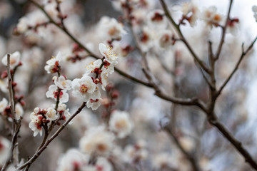 White plum blossoms, Narita city, Chiba Prefecture, Japan