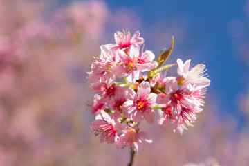 Obraz premium beautiful pink flowers in the garden