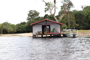 Fototapeta premium florest Amazonic Brazil