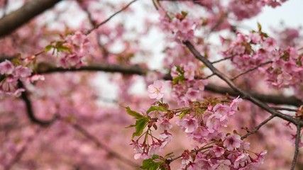 Flowers in spring series: Blossoms of Cherry flowers in small clusters on a cherry tree branch in breeze, zoom in video, from branch to one flower, 4K movie, slow motion.