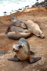 seals on the beach La Jolla California 