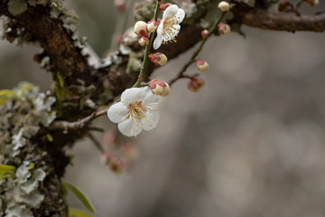 White plum blossoms, Narita city, Chiba Prefecture, Japan